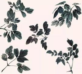 牡丹叶子的画法视频,一笔一划展现国色天香