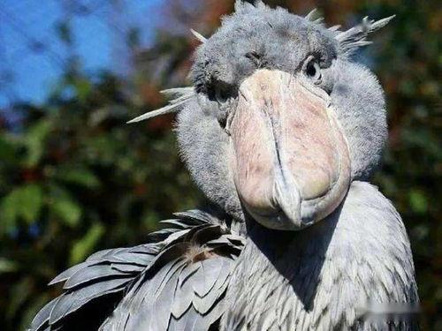 鲸头鹳吃鳄鱼视频,鲸头鹳捕食鳄鱼